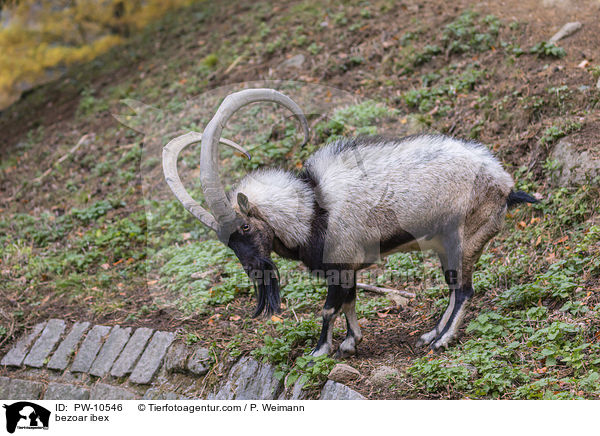 Bezoarziege / bezoar ibex / PW-10546