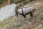 bezoar ibex