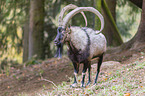 bezoar ibex