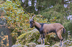 bezoar ibex