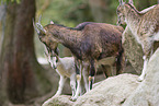 bezoar ibexes