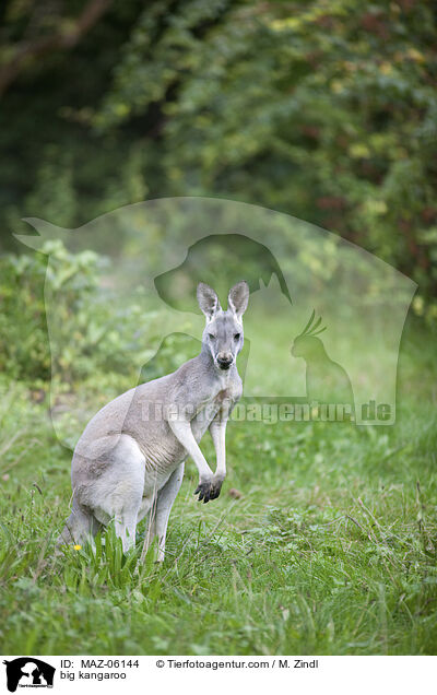 big kangaroo / MAZ-06144