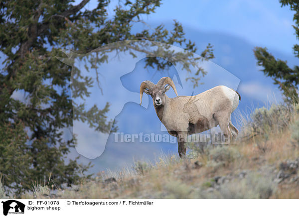 bighorn sheep / FF-01078