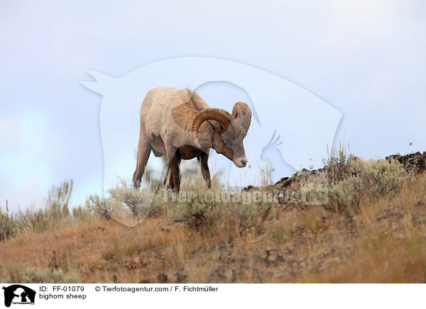 bighorn sheep / FF-01079