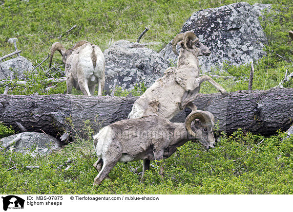 Dickhornschafe / bighorn sheeps / MBS-07875