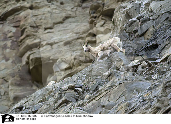 bighorn sheeps / MBS-07885