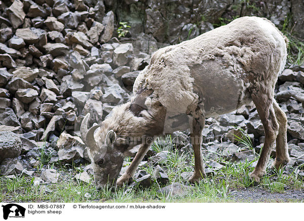 Dickhornschaf / bighorn sheep / MBS-07887