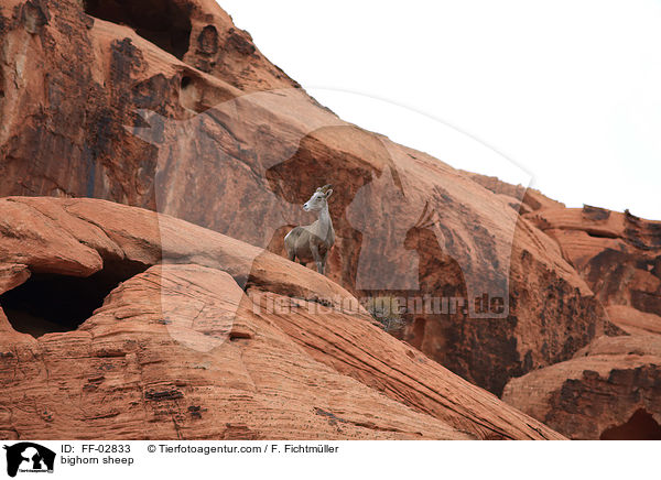 bighorn sheep / FF-02833