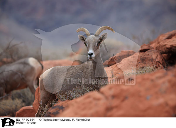 bighorn sheep / FF-02854