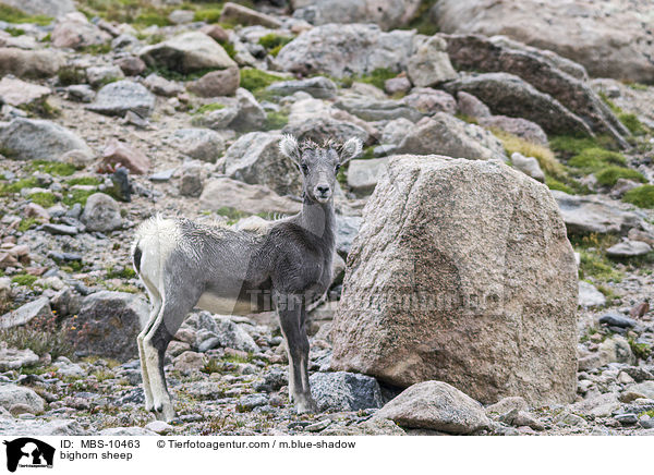 bighorn sheep / MBS-10463