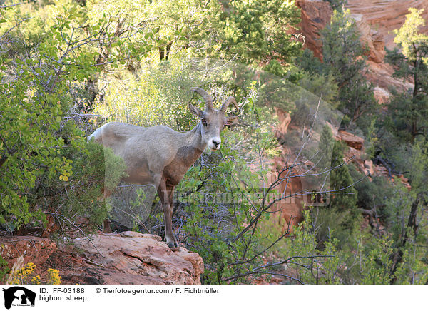 Dickhornschaf / bighorn sheep / FF-03188