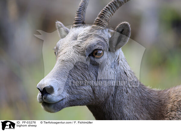 bighorn sheep / FF-03276