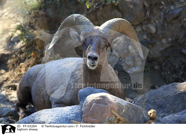 Dickhornschaf / bighorn sheep / FF-03284