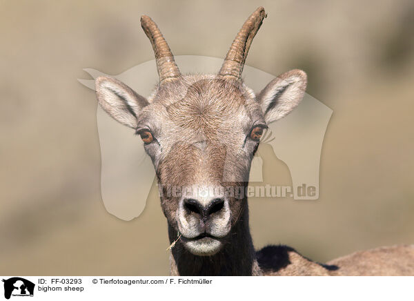 bighorn sheep / FF-03293