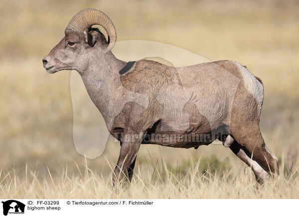 bighorn sheep / FF-03299
