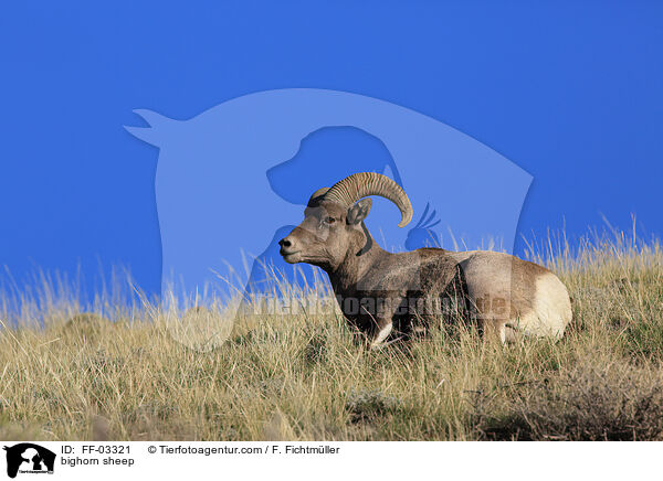 Dickhornschaf / bighorn sheep / FF-03321