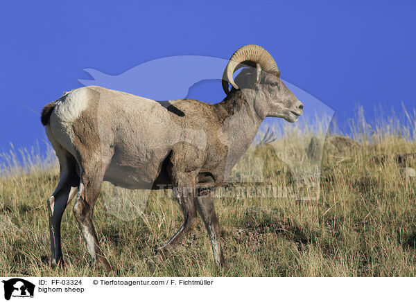 Dickhornschaf / bighorn sheep / FF-03324