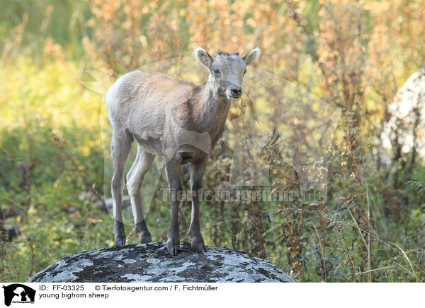 young bighorn sheep / FF-03325