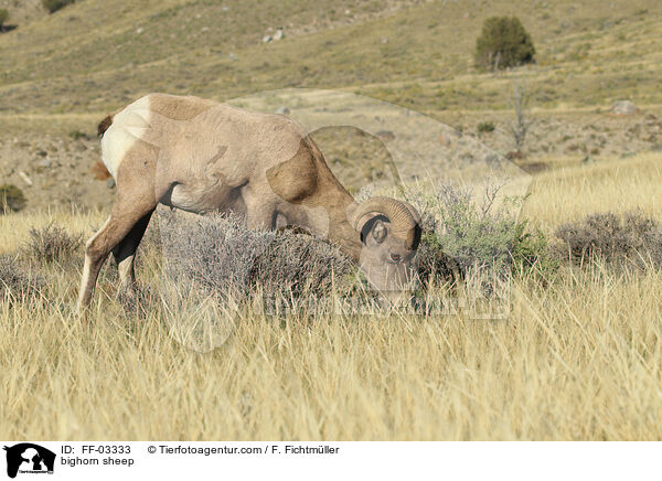 Dickhornschaf / bighorn sheep / FF-03333