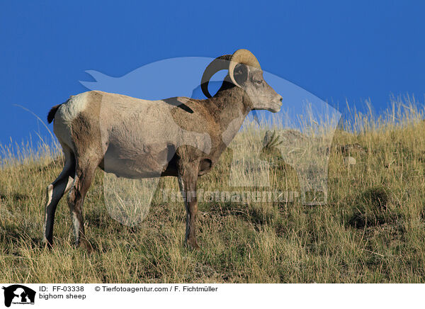 Dickhornschaf / bighorn sheep / FF-03338