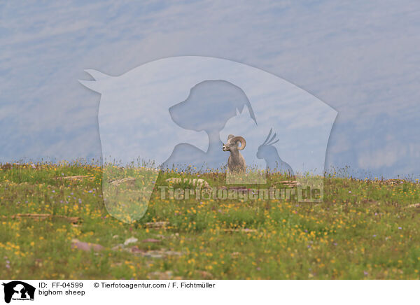 Dickhornschaf / bighorn sheep / FF-04599
