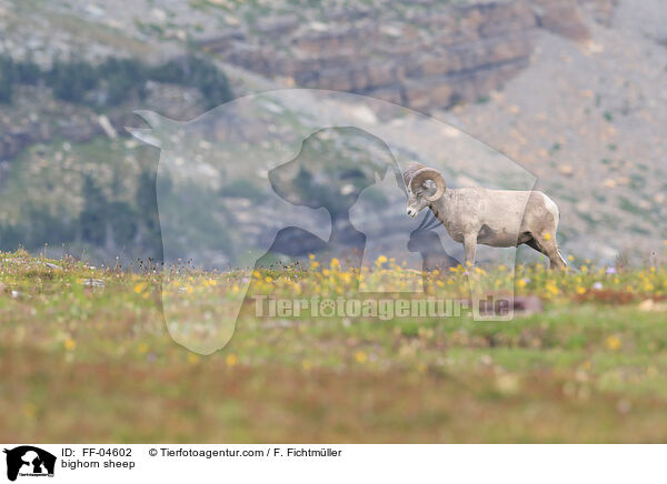 Dickhornschaf / bighorn sheep / FF-04602