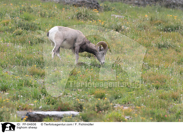 Dickhornschaf / bighorn sheep / FF-04606