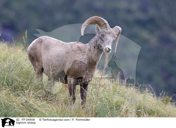 Dickhornschaf / bighorn sheep / FF-04608