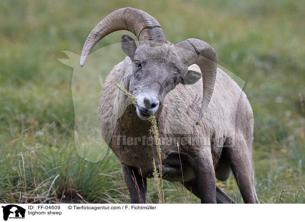Dickhornschaf / bighorn sheep / FF-04609
