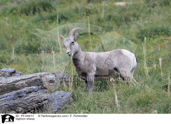 Dickhornschaf / bighorn sheep / FF-04617