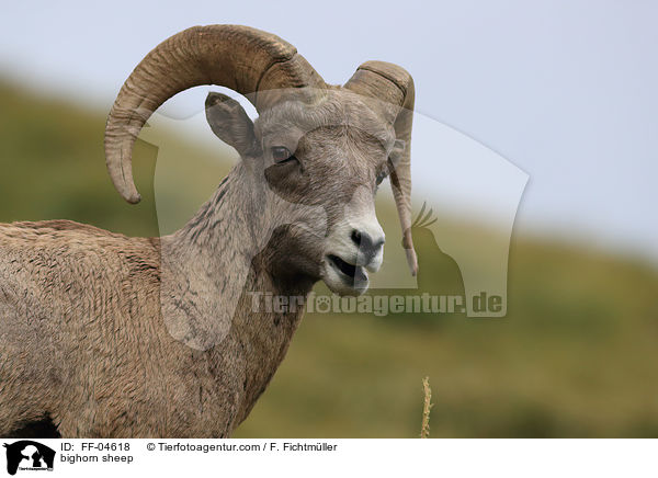Dickhornschaf / bighorn sheep / FF-04618