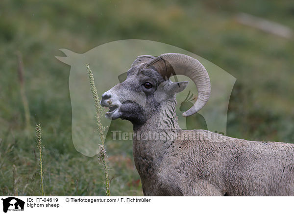 Dickhornschaf / bighorn sheep / FF-04619