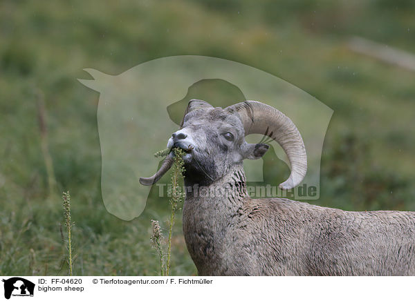 Dickhornschaf / bighorn sheep / FF-04620