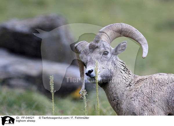 Dickhornschaf / bighorn sheep / FF-04621