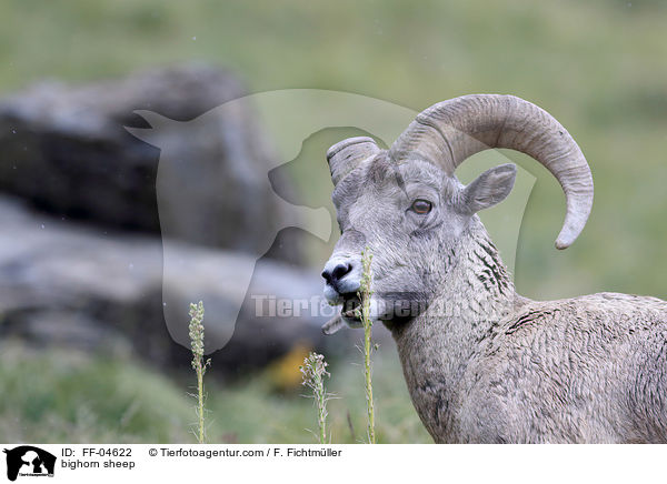 Dickhornschaf / bighorn sheep / FF-04622