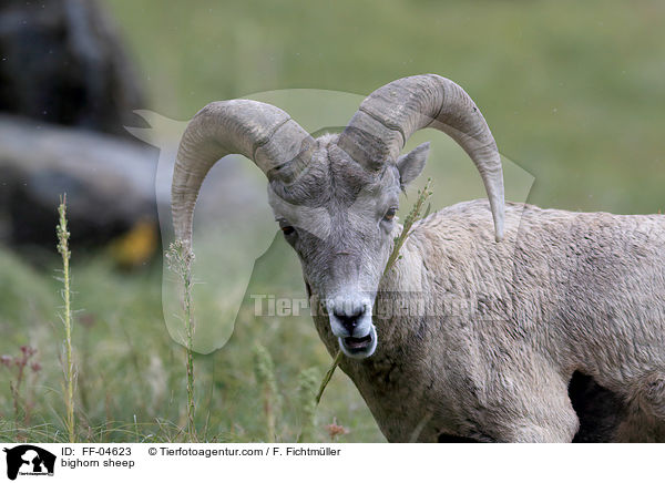 Dickhornschaf / bighorn sheep / FF-04623