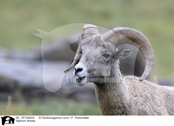 Dickhornschaf / bighorn sheep / FF-04624