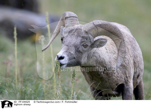 Dickhornschaf / bighorn sheep / FF-04625