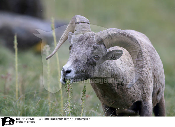 Dickhornschaf / bighorn sheep / FF-04626