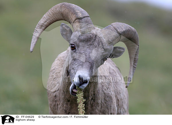 Dickhornschaf / bighorn sheep / FF-04629