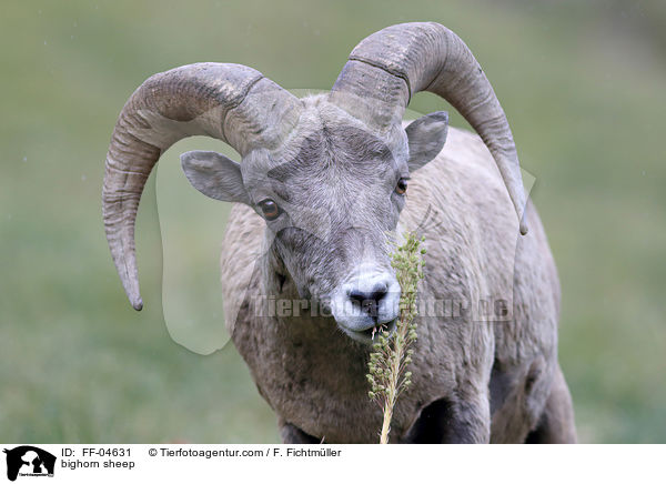 Dickhornschaf / bighorn sheep / FF-04631