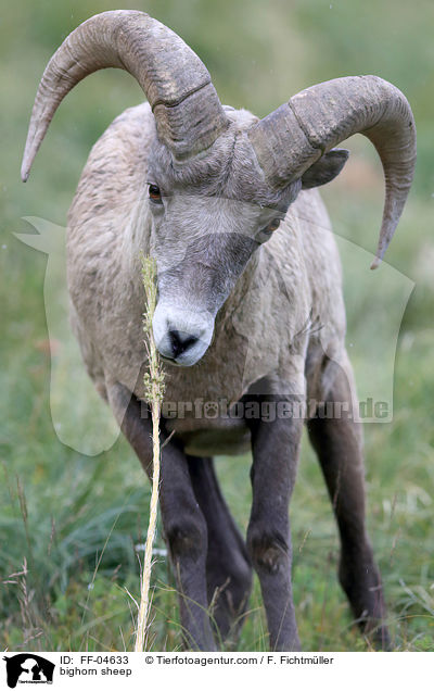 Dickhornschaf / bighorn sheep / FF-04633
