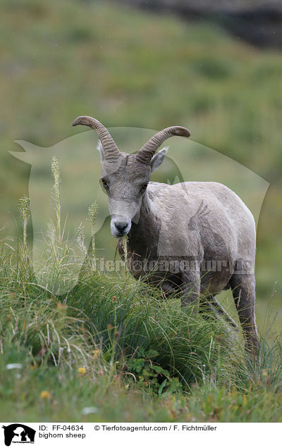 Dickhornschaf / bighorn sheep / FF-04634