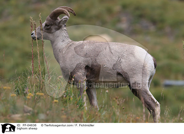 Dickhornschaf / bighorn sheep / FF-04636