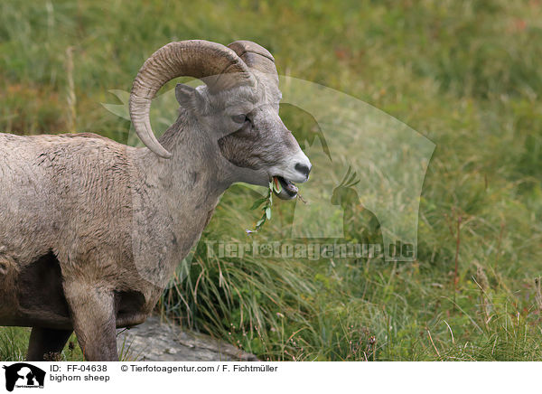 Dickhornschaf / bighorn sheep / FF-04638