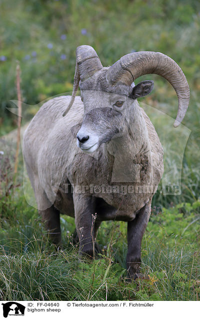 bighorn sheep / FF-04640