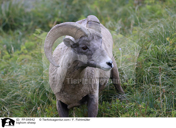 Dickhornschaf / bighorn sheep / FF-04642