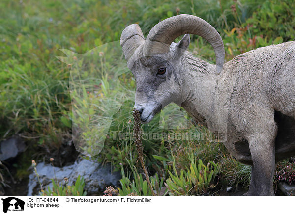 Dickhornschaf / bighorn sheep / FF-04644