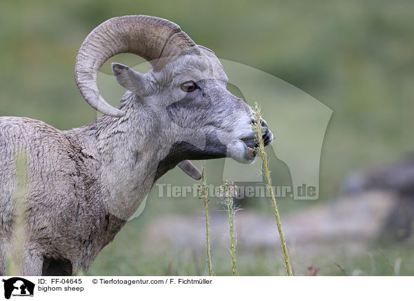 Dickhornschaf / bighorn sheep / FF-04645