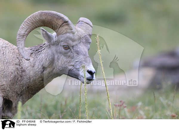 Dickhornschaf / bighorn sheep / FF-04648